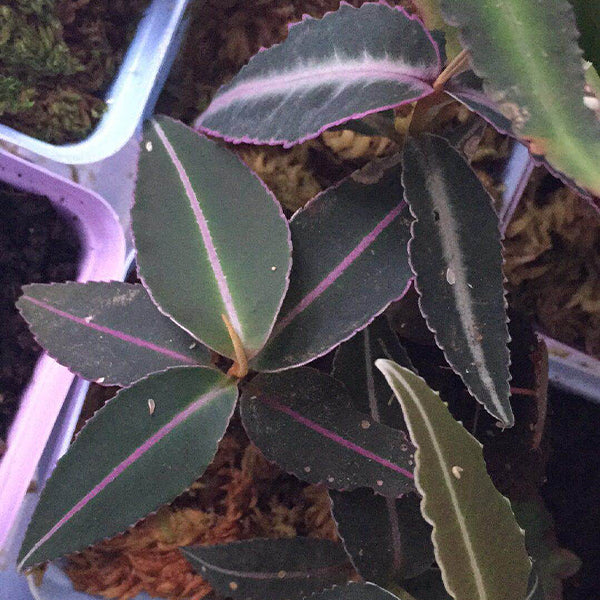 Labisia sp.Hulu Kapuas Kalimantan Barat