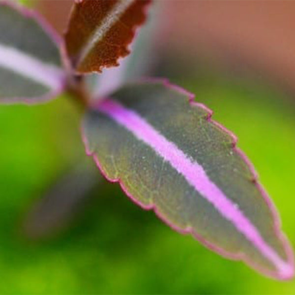 Labisia sp.Hulu Kapuas Kalimantan Barat