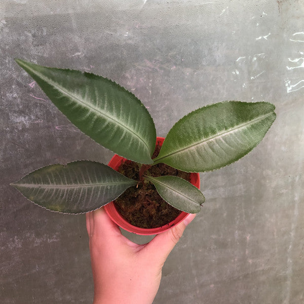 Labisia sp.Hulu Kapuas Kalimantan Barat