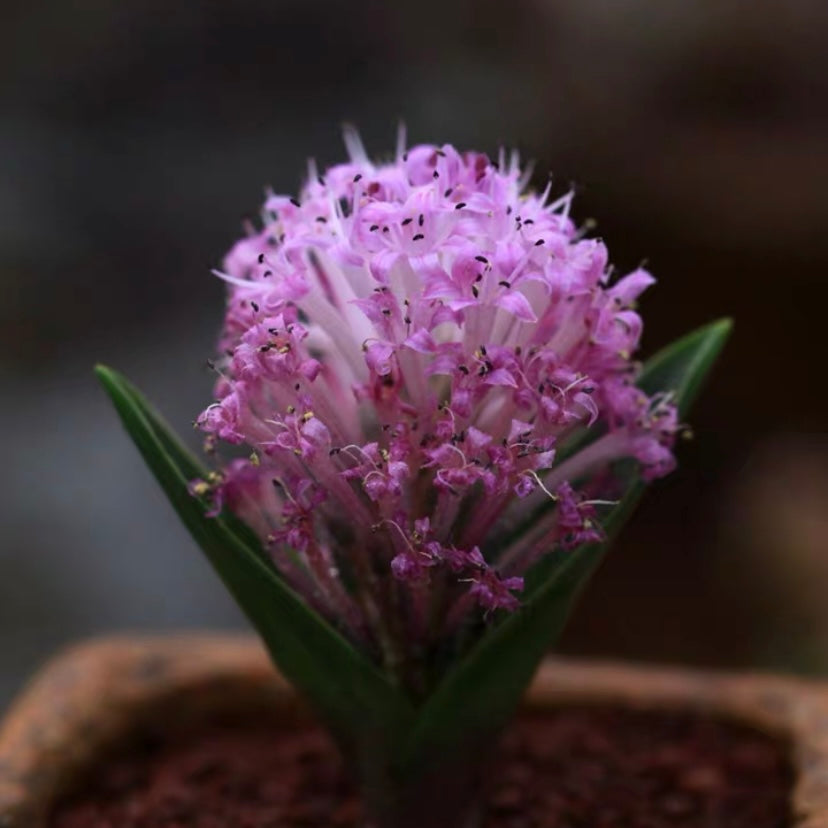 Lachenalia ensifolia