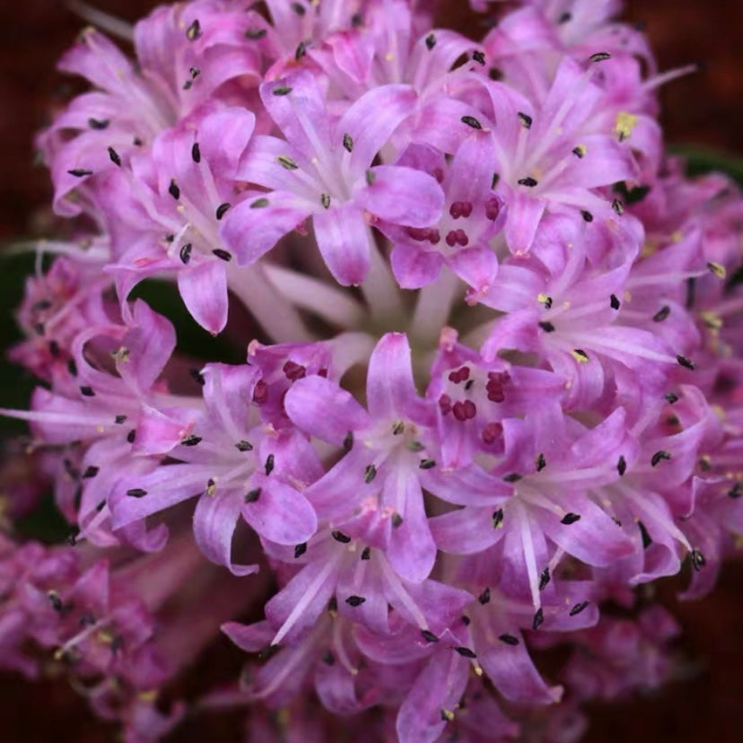 Lachenalia ensifolia