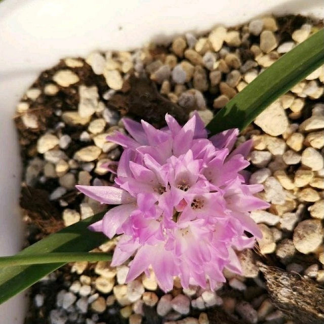 Lachenalia ensifolia