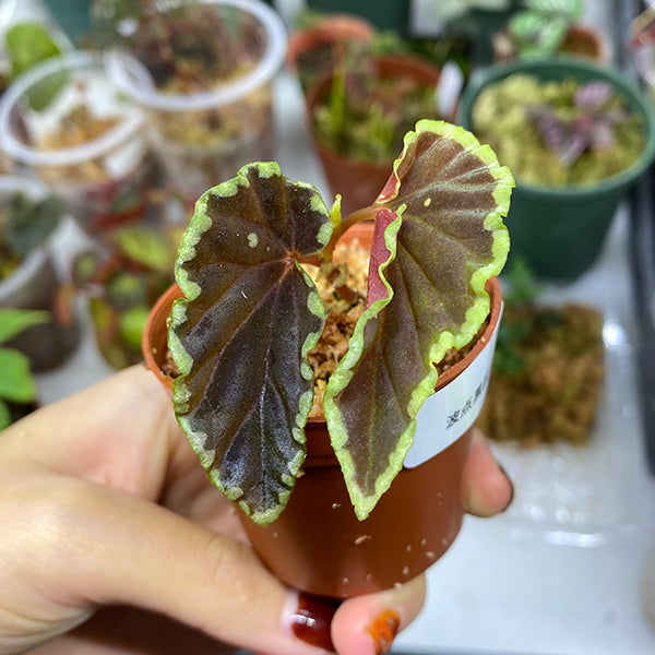 Begonia Darth Vader ( Green Spots )