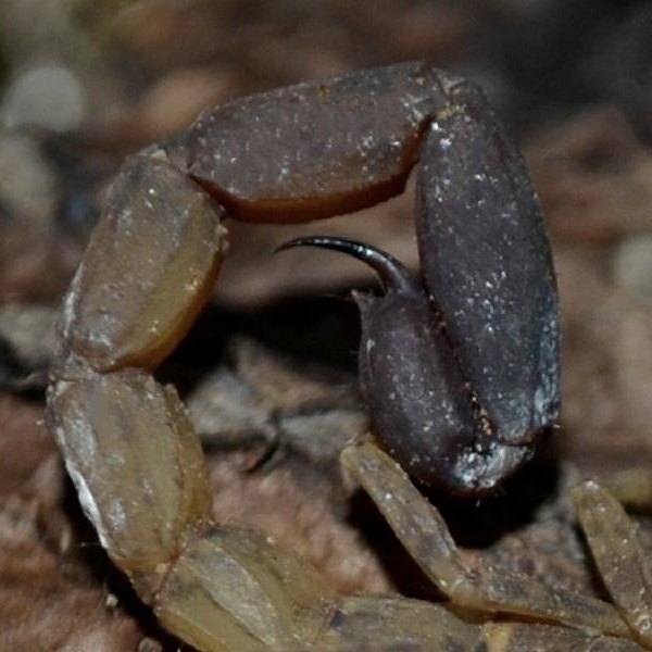 Chinese Swimming Scorpion (Lychas mucronatus)