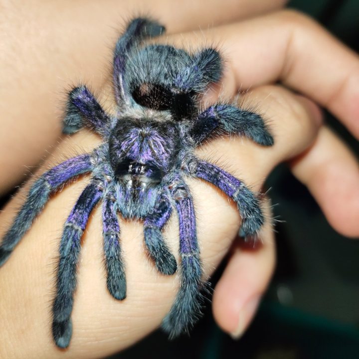 Purple Pinktoe Tarantula (Avicularia purpurea)