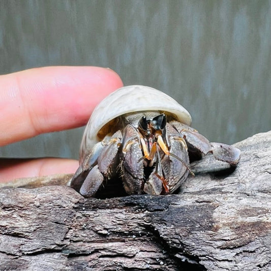 Tawny Hermit Crab (Coenobita rugosus)