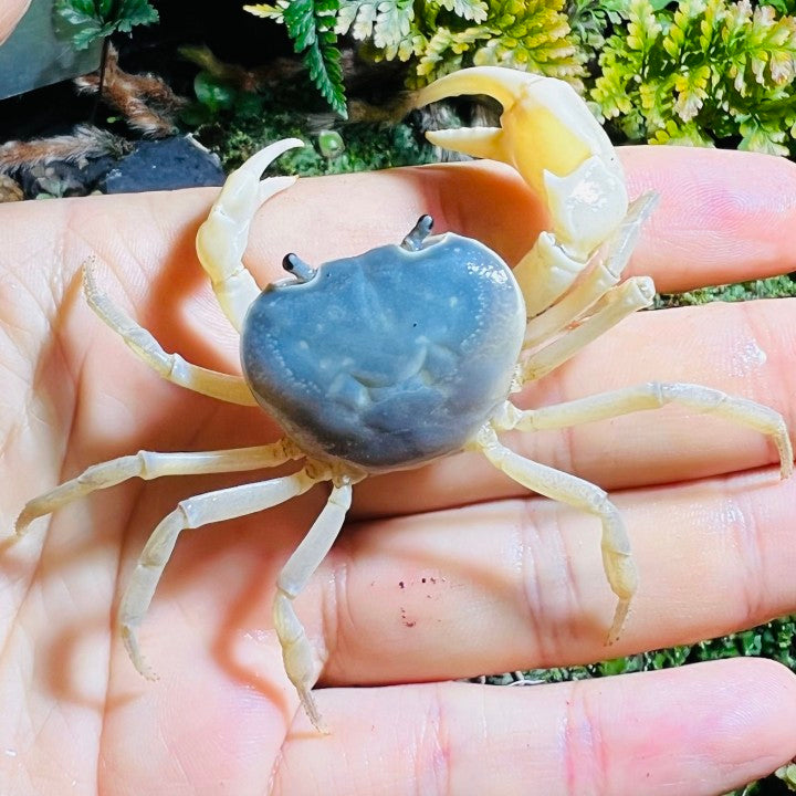 Blue Jade Crab (Geothelphusa sp var. Blue)