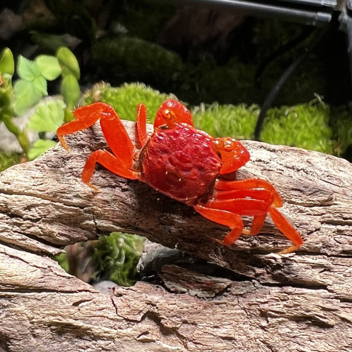 Tomato Vampire Crab (Geosesarma “Red Ruby”)