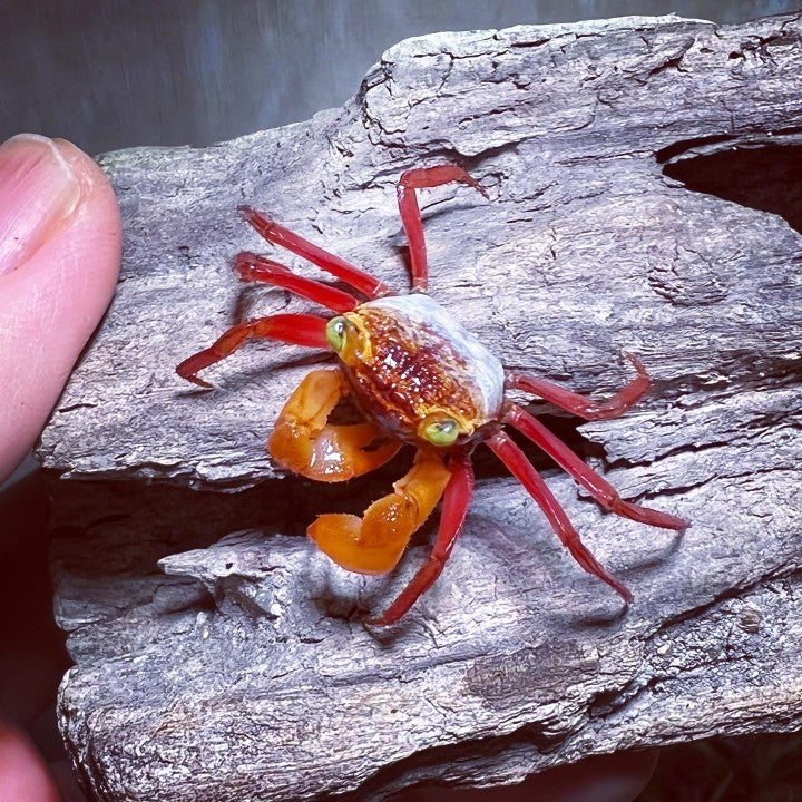 Mandarin Vampire Crab （Geosesarma notoohorum）