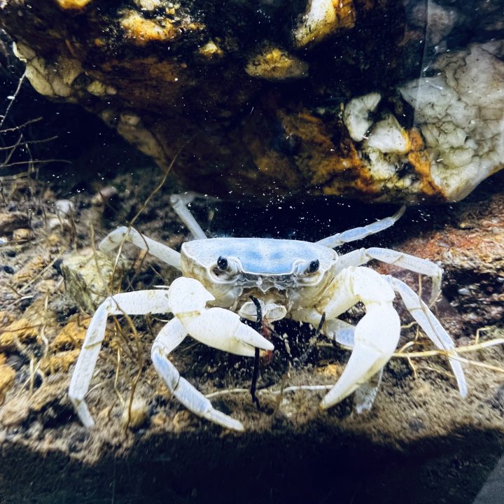 Blue Jade Crab (Geothelphusa sp var. Blue)
