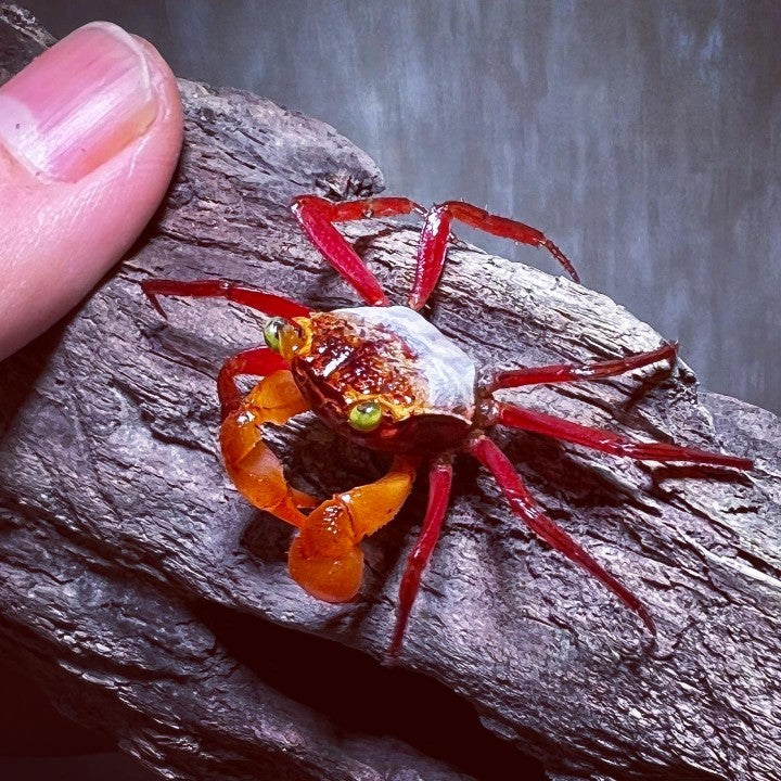 Mandarin Vampire Crab （Geosesarma notoohorum）