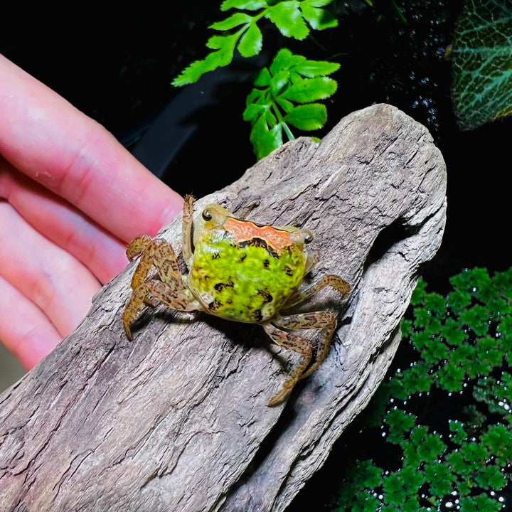 Batik Crab (Metasesarma obesum var. Green)