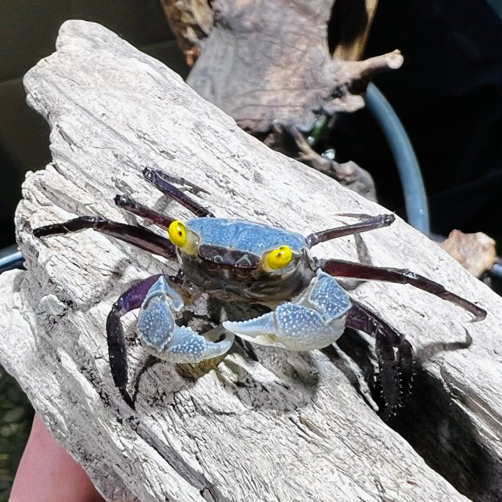 Gray Star Vampire Crab ( Geosesarma Sp. )