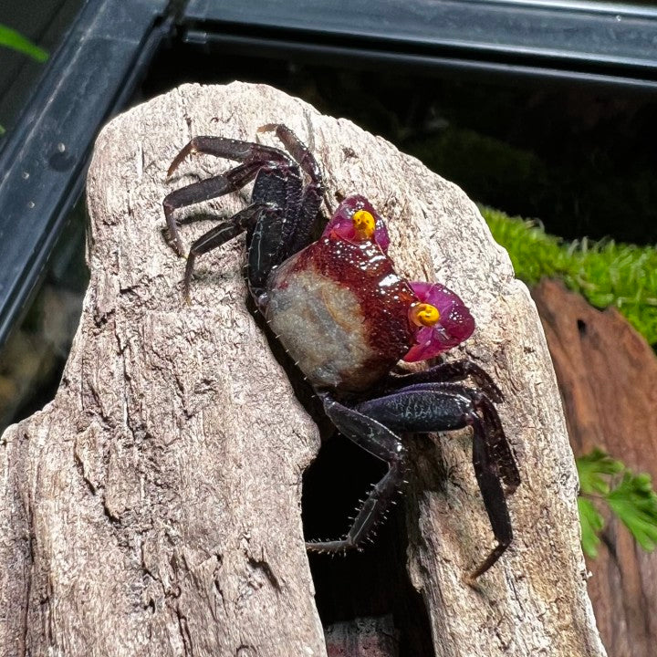 Chocomilk Geosesarma sp.
