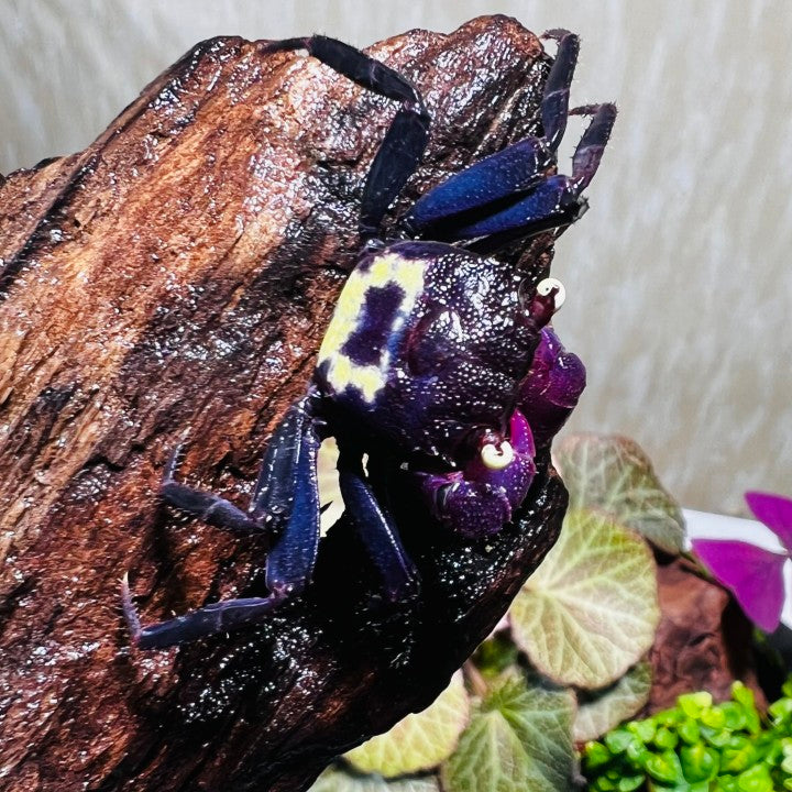 Purple Vampire Crab (Geosesarma dennerle)