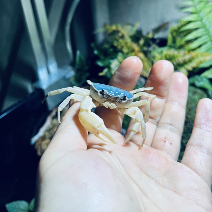Blue Jade Crab (Geothelphusa sp var. Blue)
