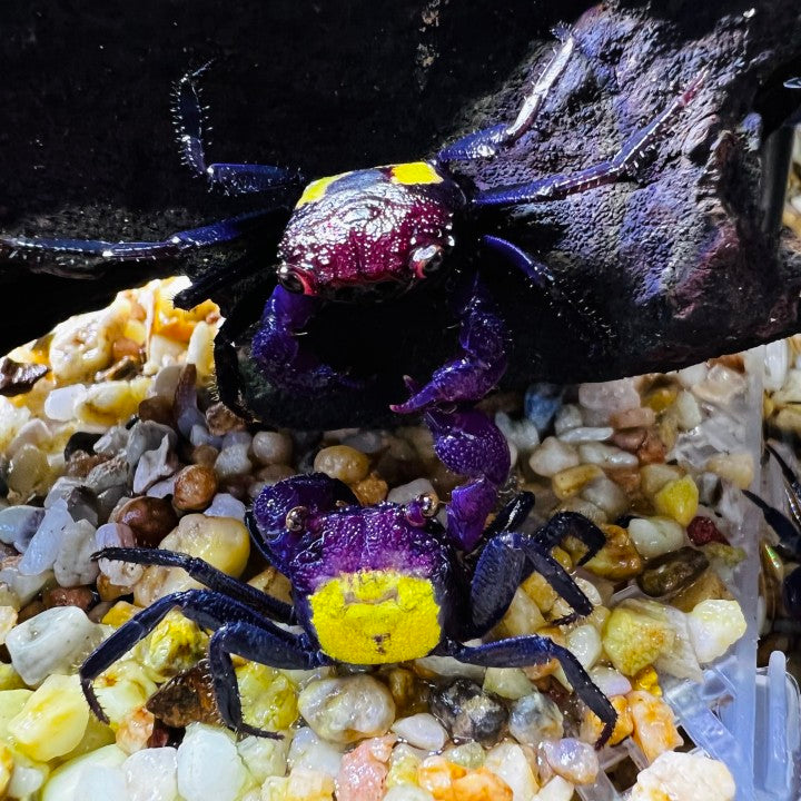 Purple Vampire Crab (Geosesarma dennerle)