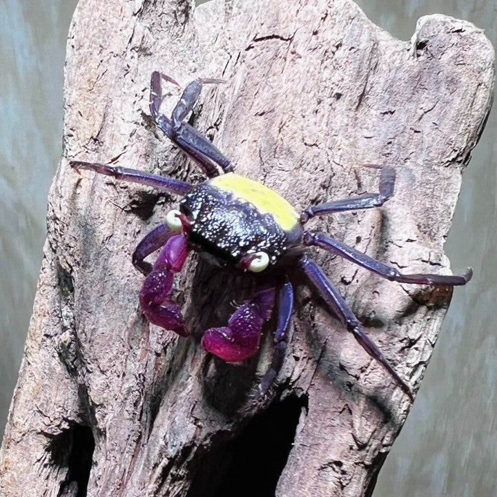 Purple Vampire Crab (Geosesarma dennerle)