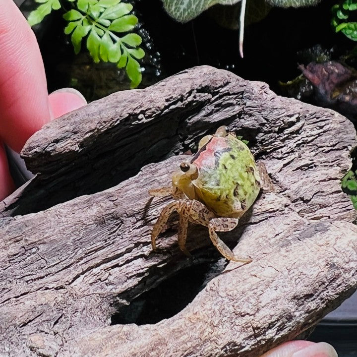 Batik Crab (Metasesarma obesum var. Green)