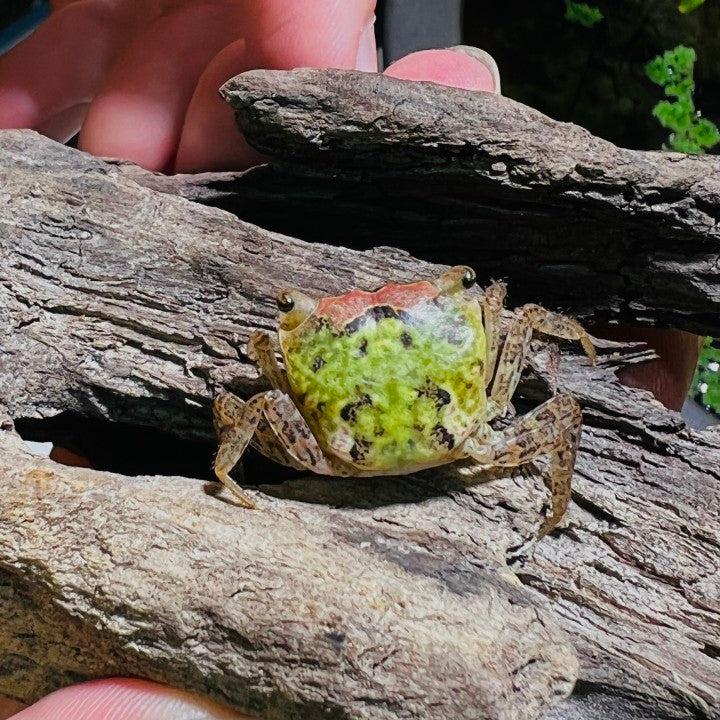 Batik Crab (Metasesarma obesum var. Green)