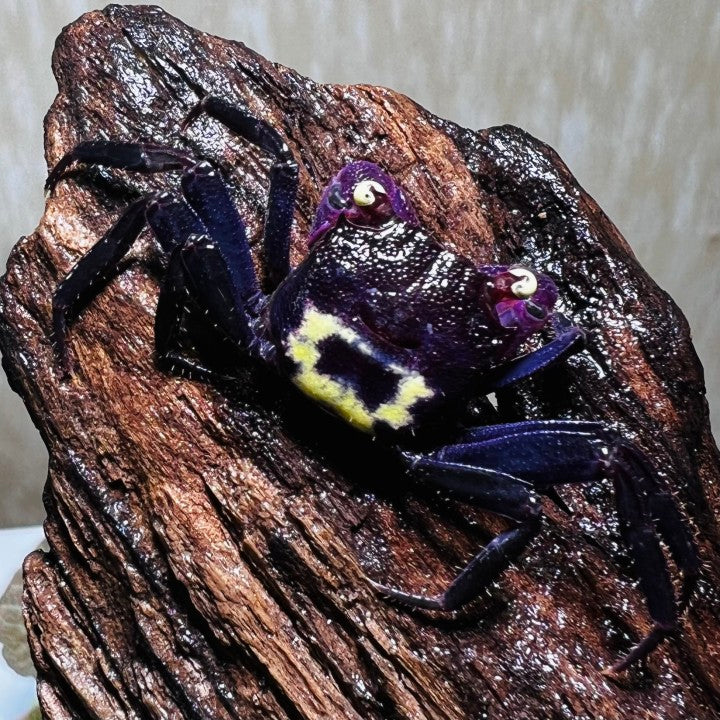 Purple Vampire Crab (Geosesarma dennerle)