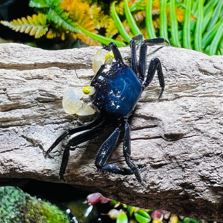 White Gloves Vampire Crab (Geosesarma sp)