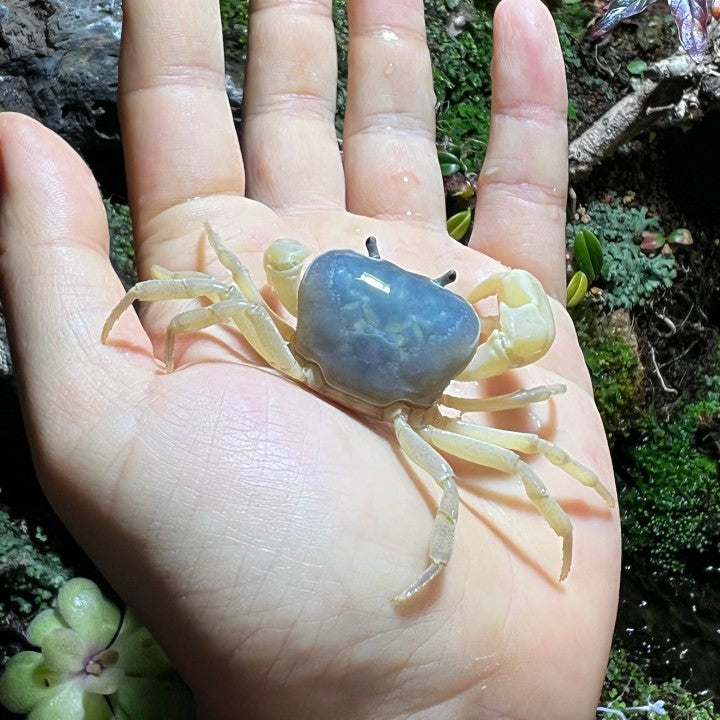 Blue Jade Crab (Geothelphusa sp var. Blue)