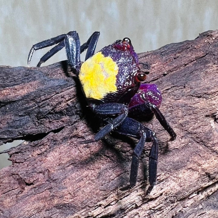 Purple Vampire Crab (Geosesarma dennerle)