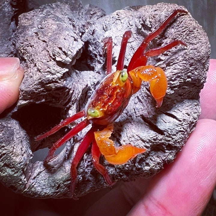 Mandarin Vampire Crab (Geosesarma notoohorum)