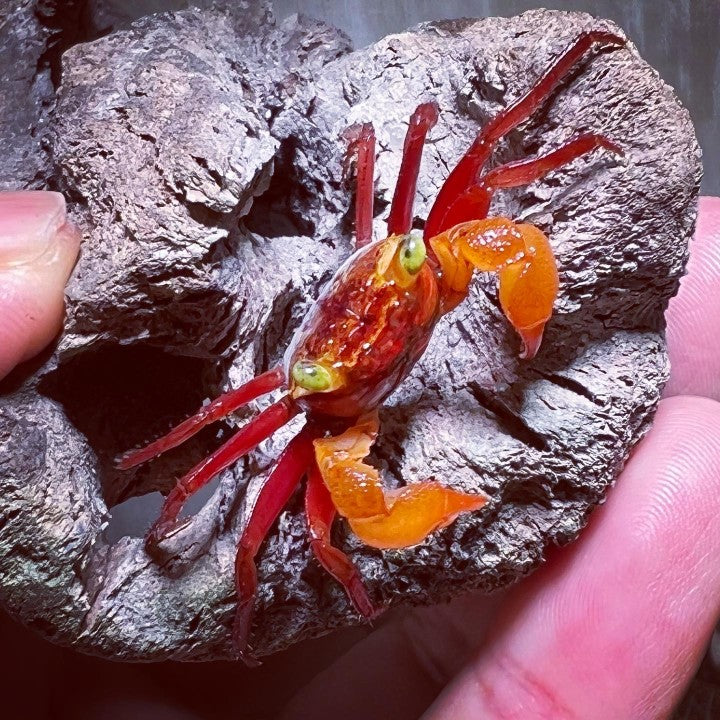 Mandarin Vampire Crab （Geosesarma notoohorum）