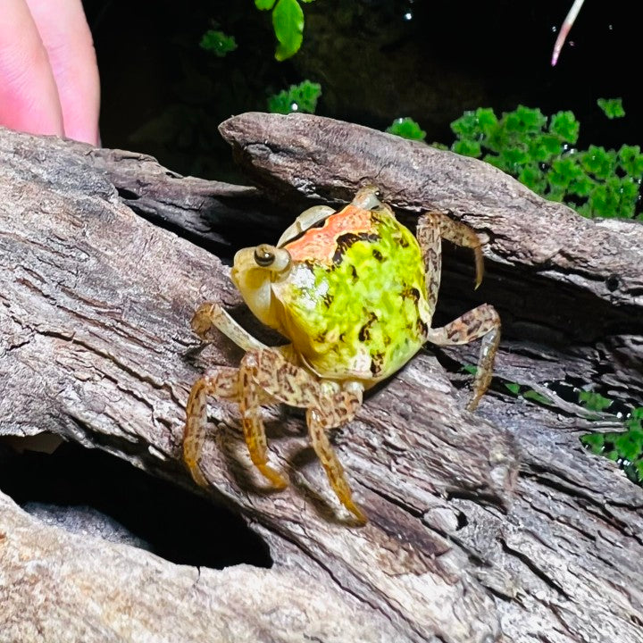 Batik Crab (Metasesarma obesum var. Green)
