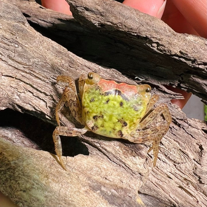Batik Crab (Metasesarma obesum var. Green)