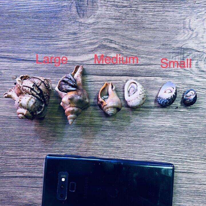 Cavipes Hermit Crab (Coenobita cavipes)