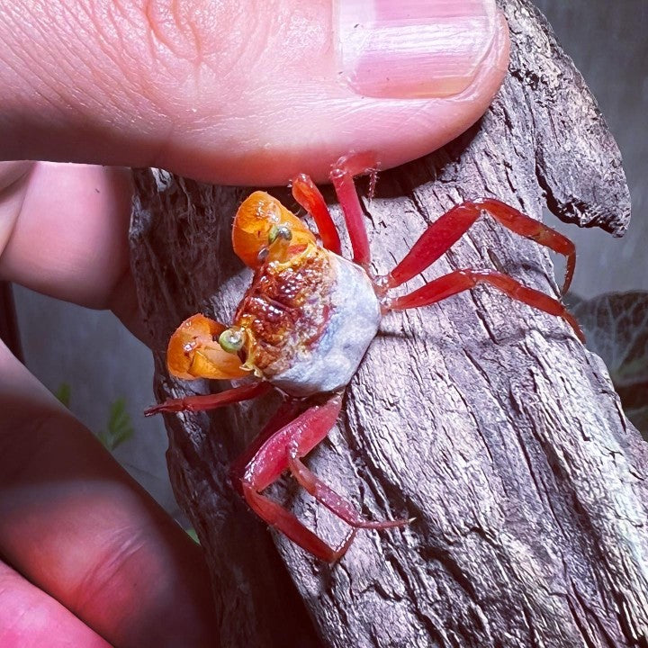 Mandarin Vampire Crab （Geosesarma notoohorum）