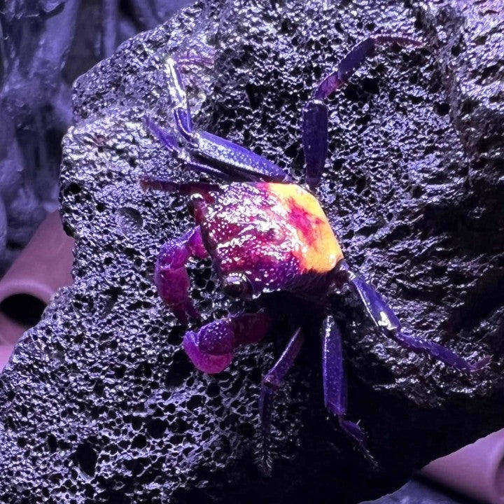 Vampire Crab (Geosesarma tricolor)