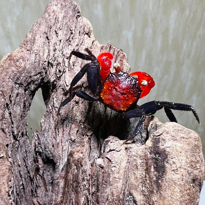 Red Devil Vampire Crab (Geosesarma hagen)
