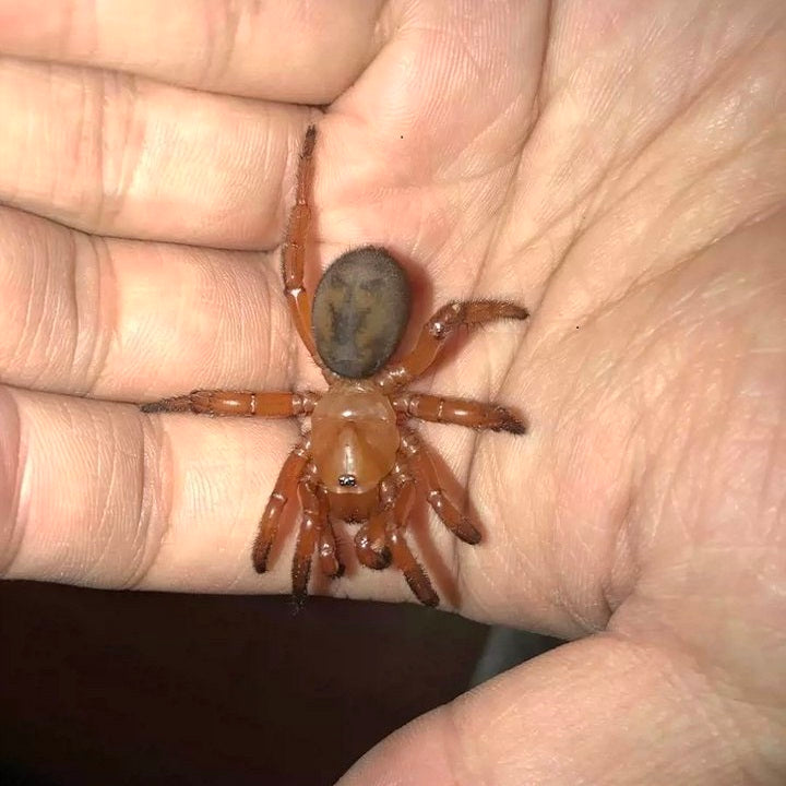 Stasimopus robertsi (Latouchia rufa)