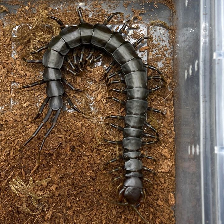Chinese Giant Tiger Leg Centipede 'black legs' (Scolopendra hainanum)
