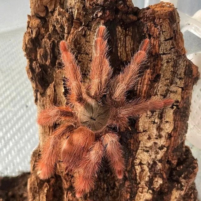 Orange Tree Spider (Tapinauchenius gigas)