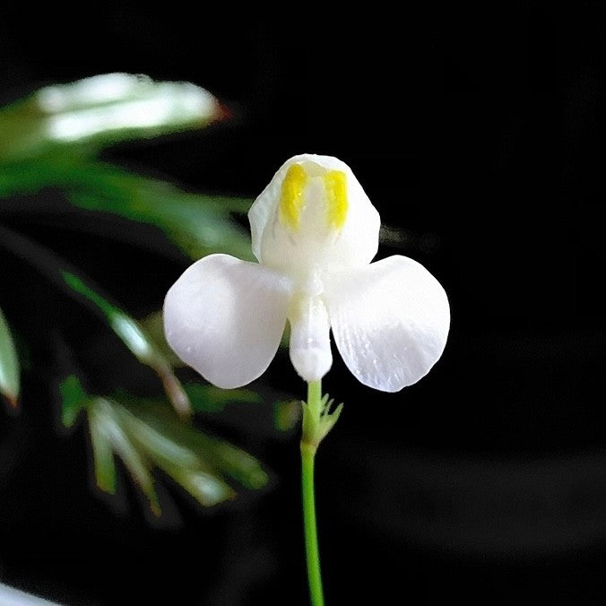 Hearts Bladderwort (Utricularia nephrophylla x geminiloba)