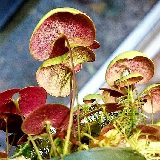 Hearts Bladderwort (Utricularia nephrophylla x geminiloba)