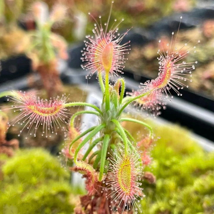 Shaggy sundew (Drosera scorpioides)