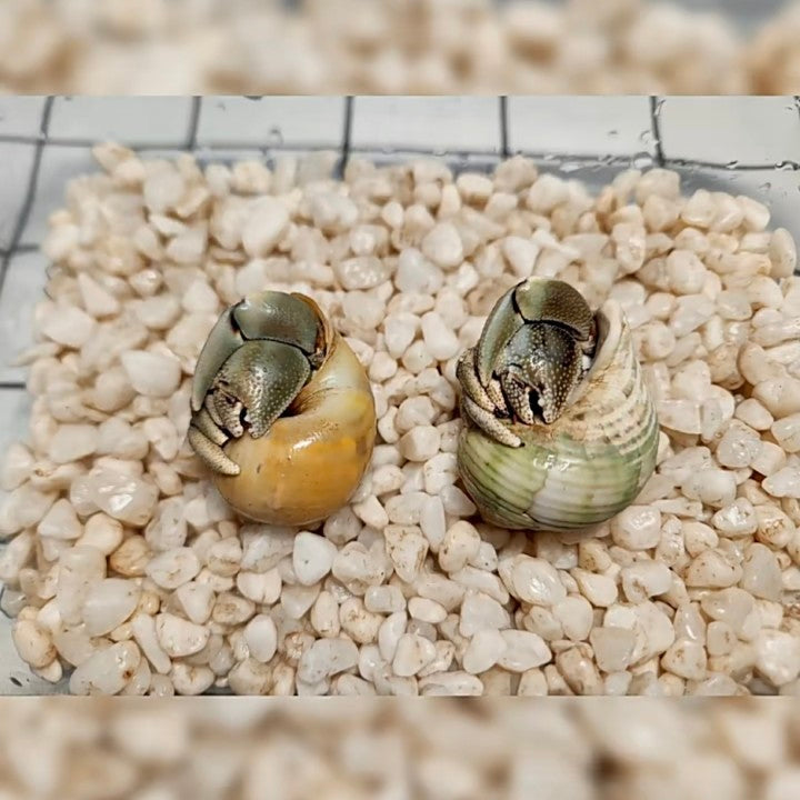 Marble Hermit Crab(Coenobita pseudorugosus)