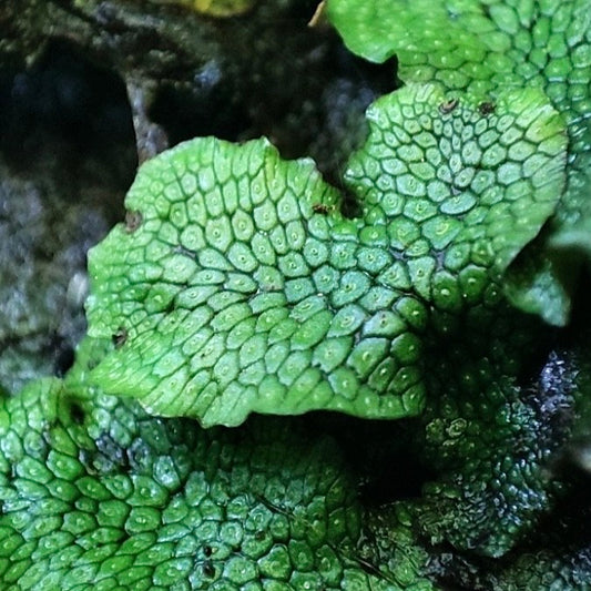 Snake Scales Liverwort(Conocephalum conicum)