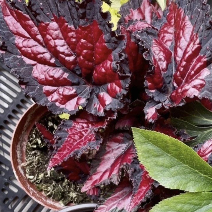Begonia Rex 'Red Kiss'