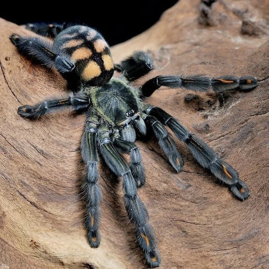 Venezuelan Suntiger Tarantula (Psalmopoeus irminia)