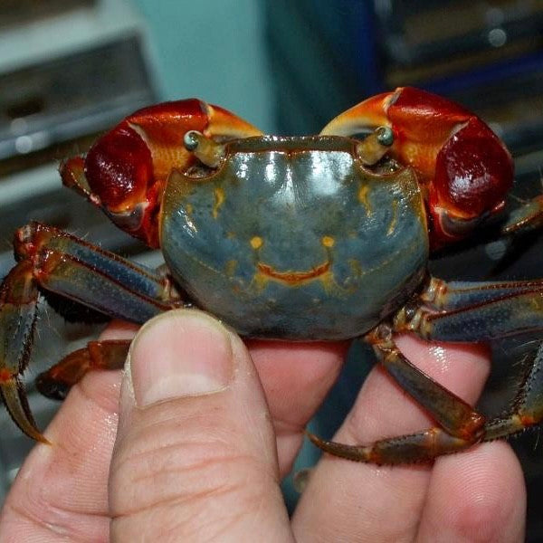 RivoGeo Chiromantes Haematocheir Crab (Chiromantes haematocheir)