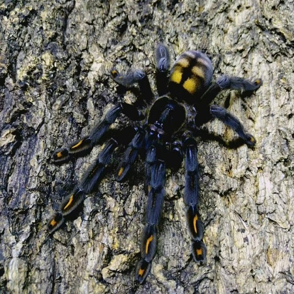 Venezuelan Suntiger Tarantula (Psalmopoeus irminia)