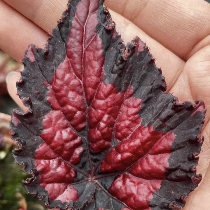 Begonia Rex 'Red Kiss'