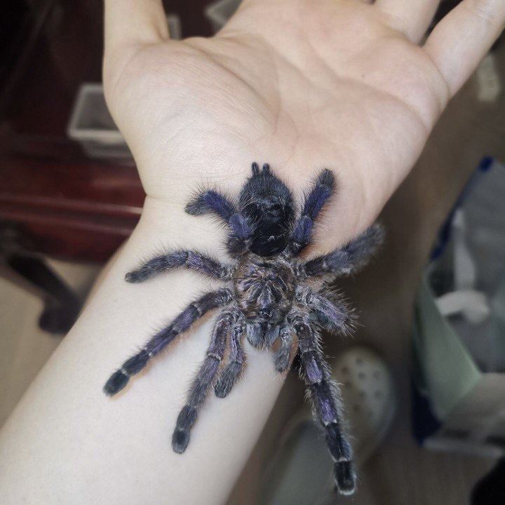Purple Pinktoe Tarantula (Avicularia purpurea)